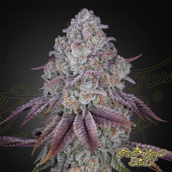 Persian Pie de Green House Seeds en GB Lleida
