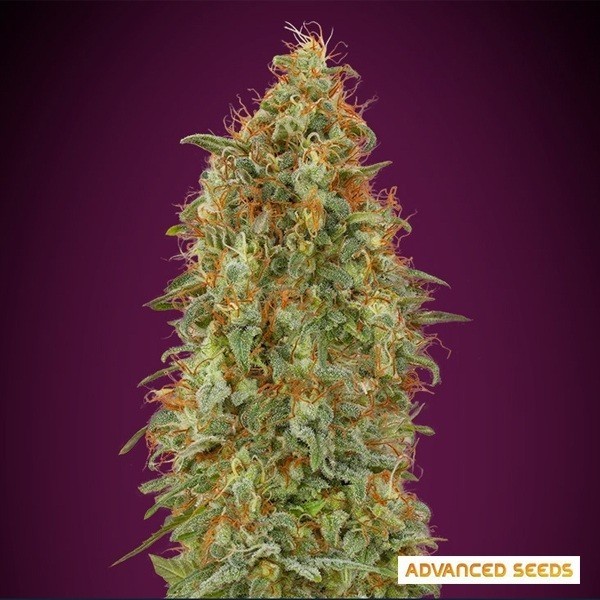 Zkittlez Fast de Advanced Seeds en GB Lleida