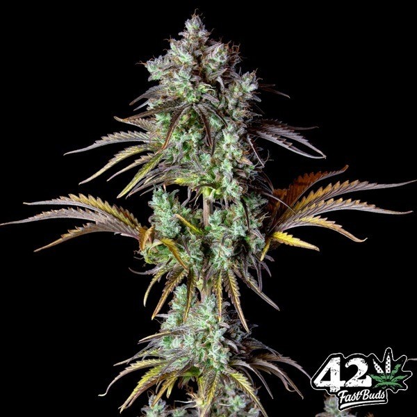 Big Bud Auto de Fast Buds en GB Lleida