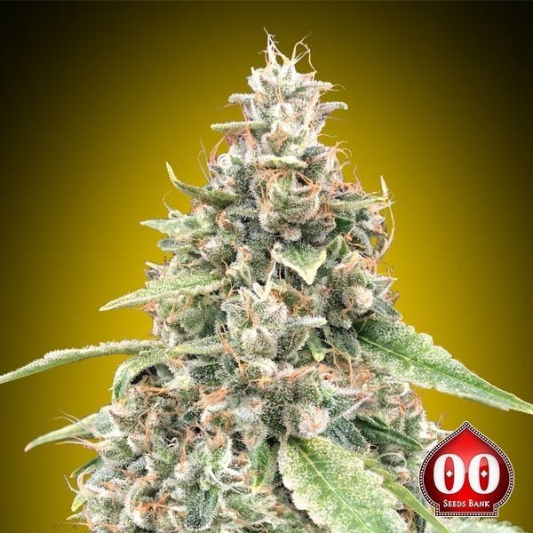 Auto Lemon OG de 00 Seeds en GB Lleida