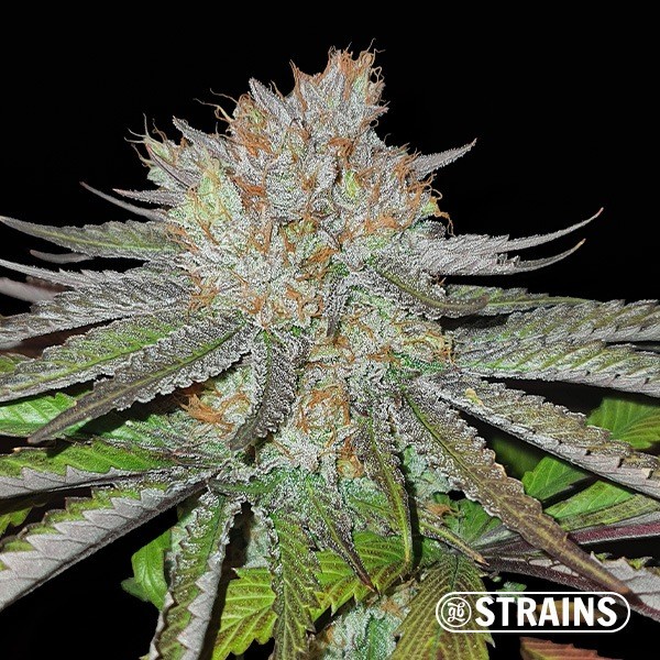 MAC BX1 Regular de GB Strains en GB Lleida