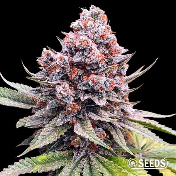 Auto Forbidden XXL de GB Seeds en GB Lleida