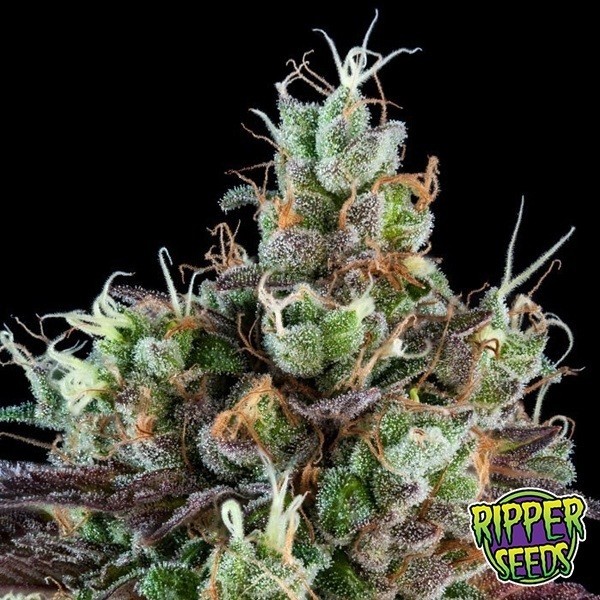 Sour Ripper Auto de Ripper Seeds en GB Lleida