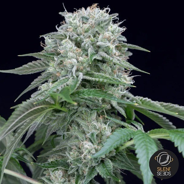 Starfire OG de Silent Seeds en GB Lleida