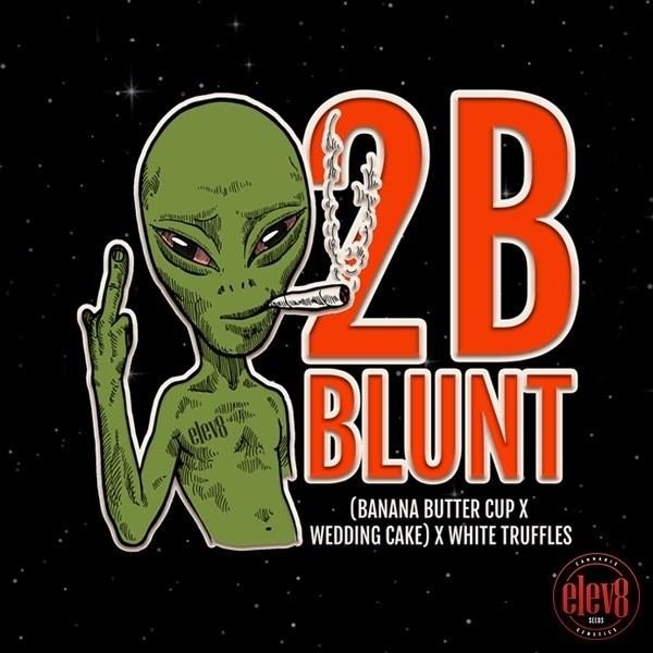 2B Blunt de  en GB Lleida