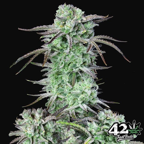 Strawberry Banana Auto de Fast Buds en GB Lleida