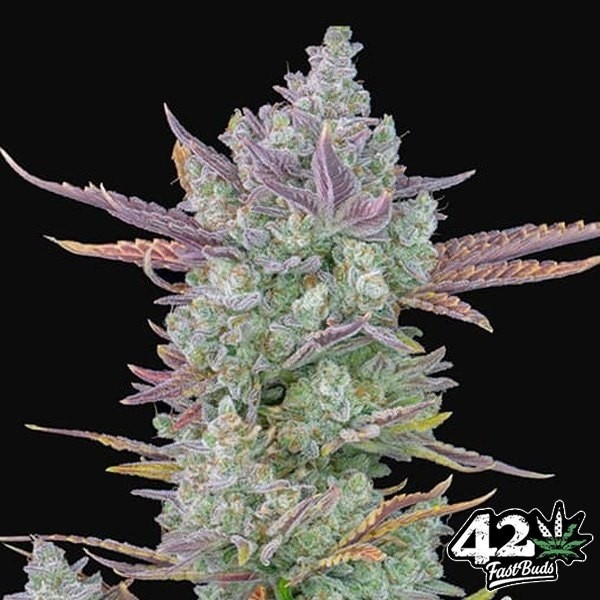 Gorilla Cookies Auto de Fast Buds en GB Lleida