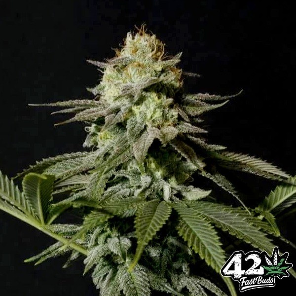 Orange Sherbet Fast de Fast Buds en GB Lleida