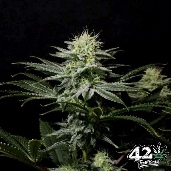 GG4 Sherbet Fast de Fast Buds en GB Lleida