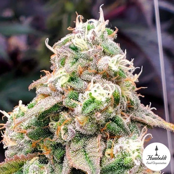 Gushers Fast Flowering de Humboldt Seeds en GB Lleida