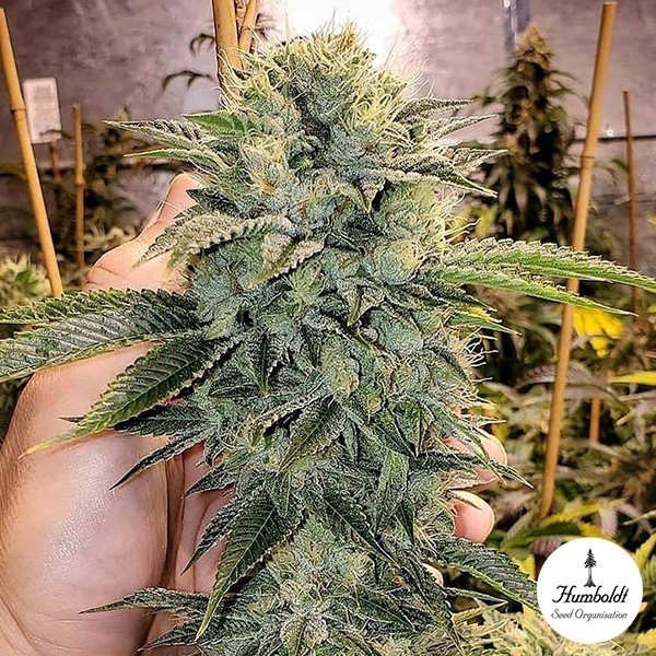 Geist OG Fast Flowering de Humboldt Seeds en GB Lleida