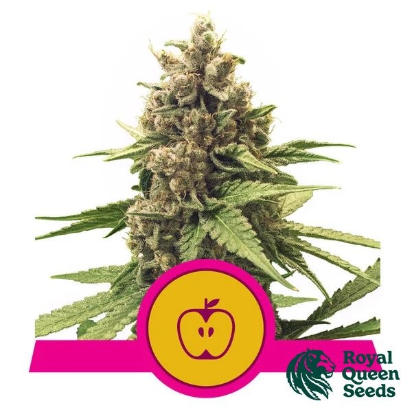 Apple Fritter - Royal Queen Seeds de Royal Queen en GB Lleida
