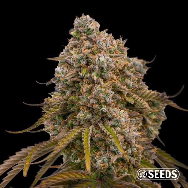 Grandiflora Guava de GB Seeds en GB Lleida