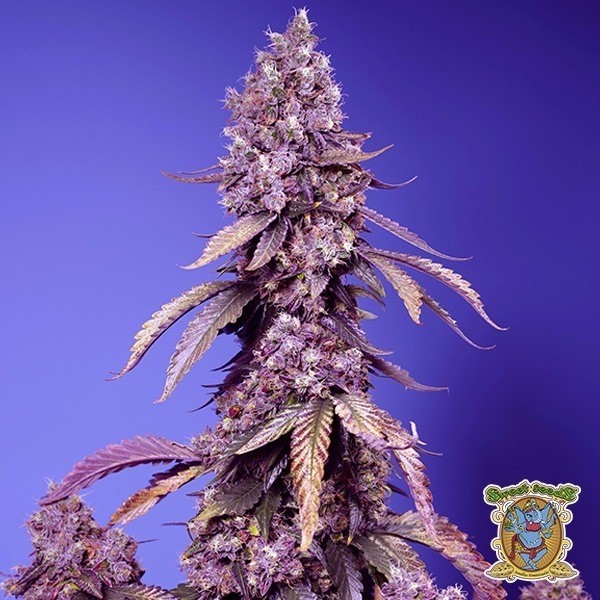 Black Muffin F1 Fast Version® de Sweet Seeds en GB Lleida