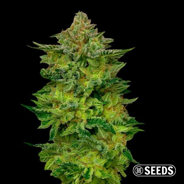 Horchata de GB Seeds en GB Lleida