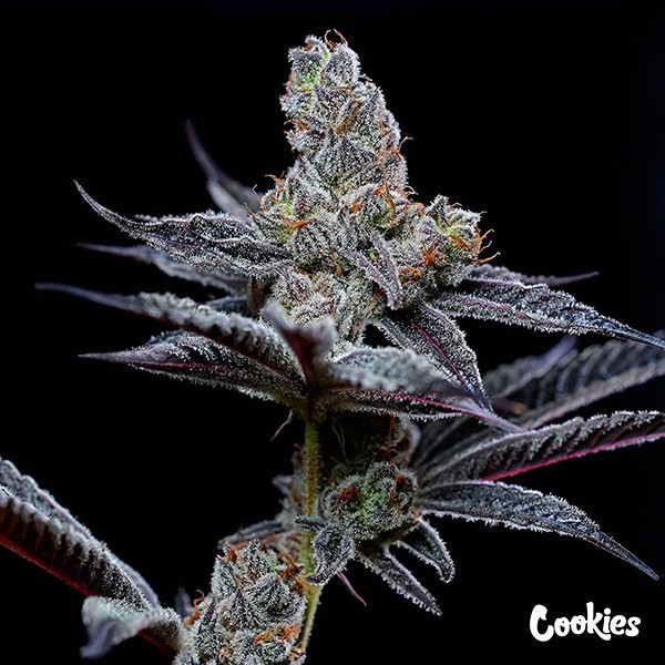 Mind Fuck - Cookies de  en GB Lleida
