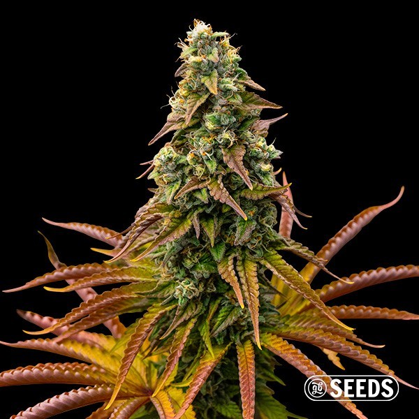 Auto Animal Cookies de GB Seeds en GB Lleida