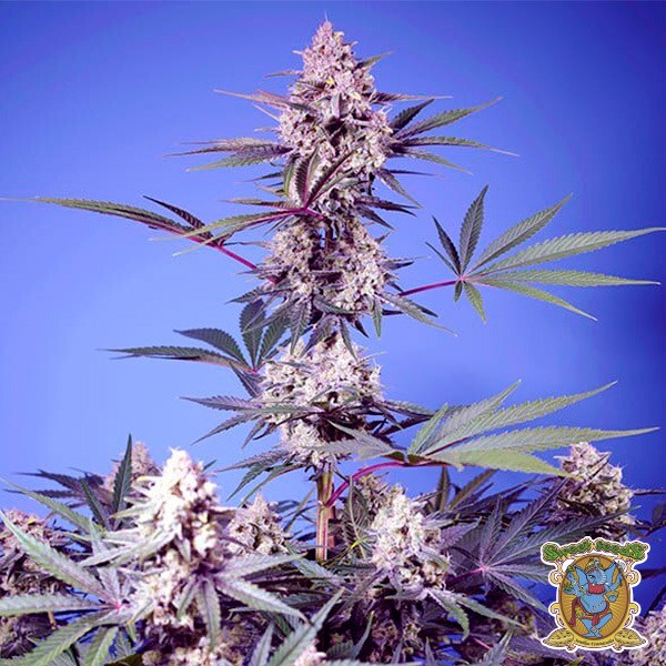 Mental Rainbow F1 Fast Version de Sweet Seeds en GB Lleida