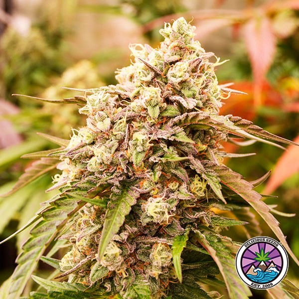 Sunday Punch Early Version de Delicious Seeds en GB Lleida