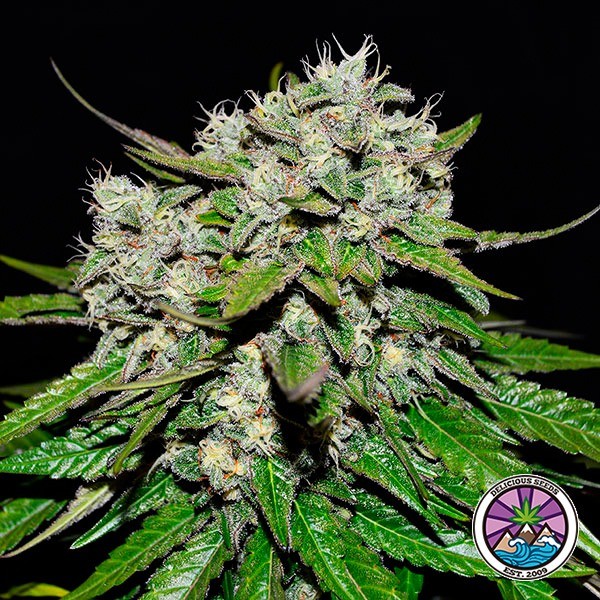 Neville's Rose Auto de Delicious Seeds en GB Lleida