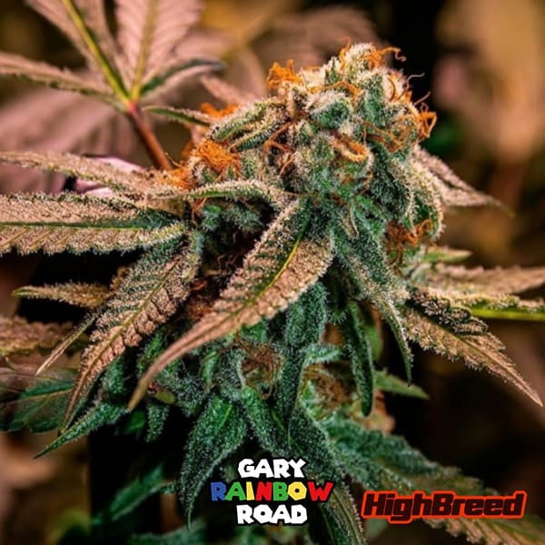 Gary Rainbow Road Auto de  en GB Lleida