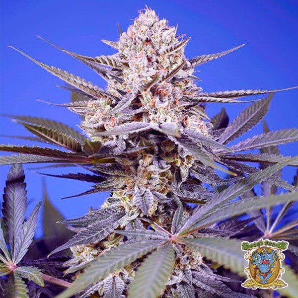 Pineapple Slush XL Auto de Sweet Seeds en GB Lleida