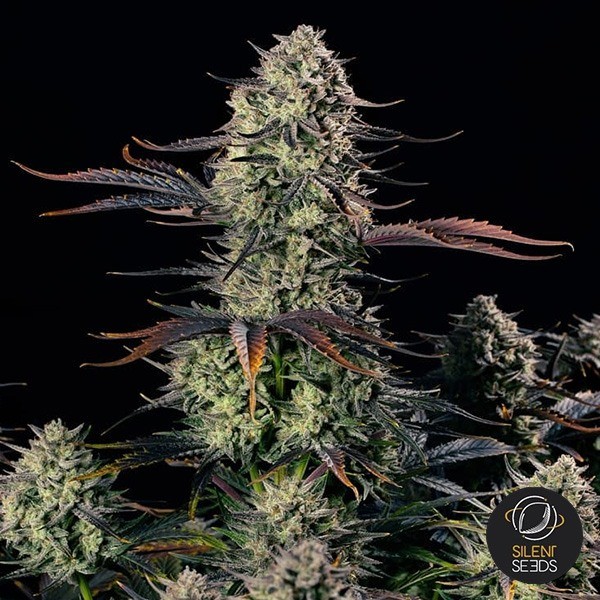 Alien Gas XXL Auto de Silent Seeds en GB Lleida