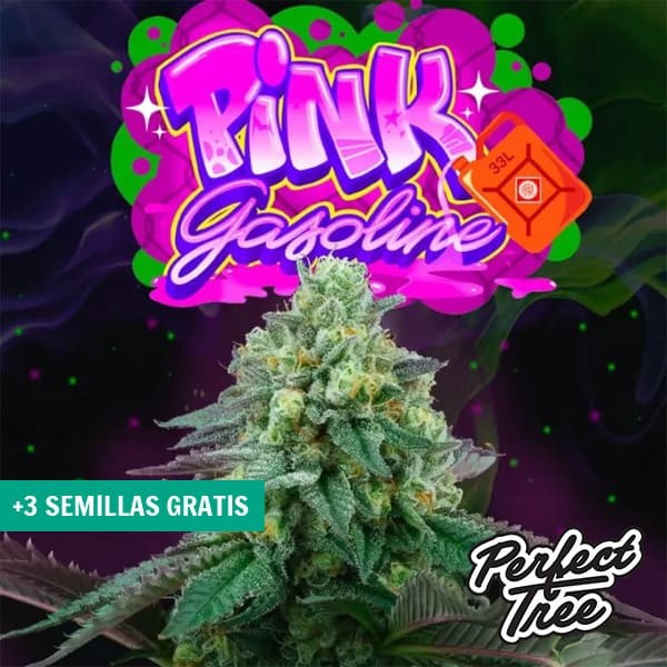 Pink Gasoline de Perfect Tree Seeds en GB Lleida