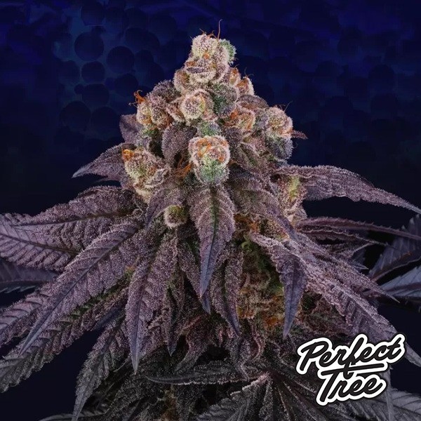 Red Red Wine de Perfect Tree Seeds en GB Lleida