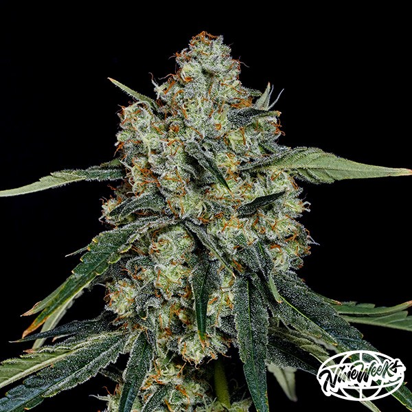 Dulce de Papaya de  en GB Lleida