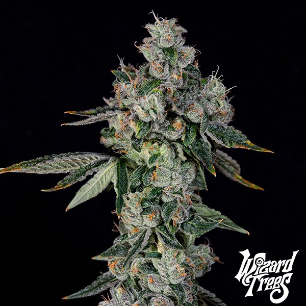 L.I.I.T de Wizard Trees de  en GB Lleida