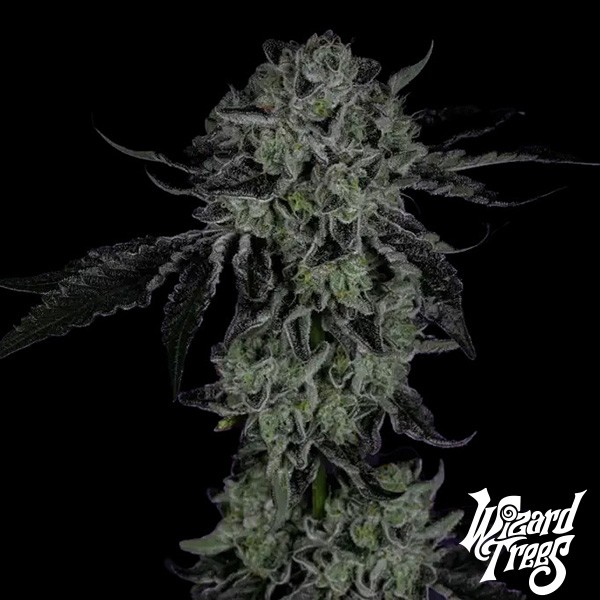 White Zangria de Wizard Trees de  en GB Lleida