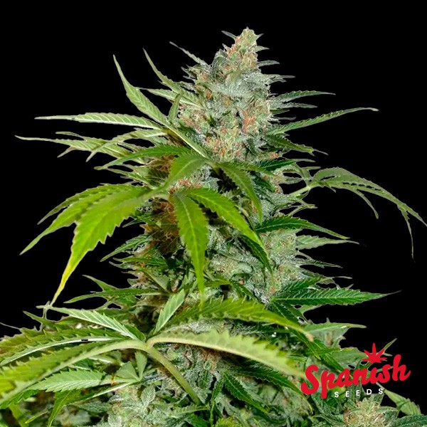 Northern Lights Auto Spanish Seeds de  en GB Lleida