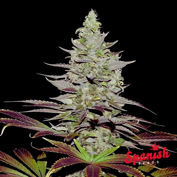 Somango Auto Spanish Seeds de  en GB Lleida