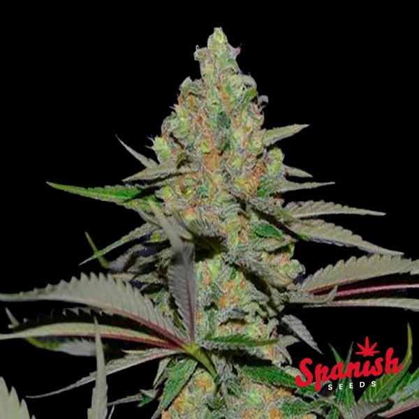 White Widow x Critical Spanish Seeds de  en GB Lleida