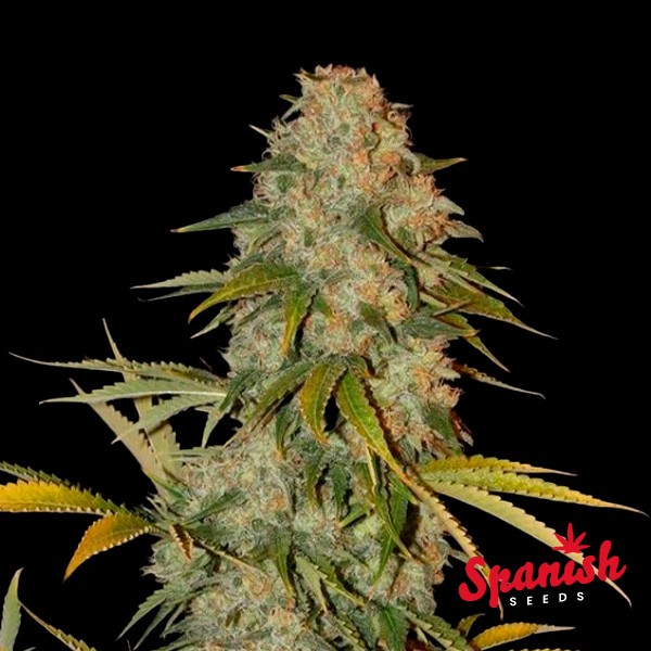 Black Domina x AK Spanish Seeds de  en GB Lleida