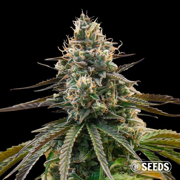 Orange Mintz Auto de GB Seeds en GB Lleida