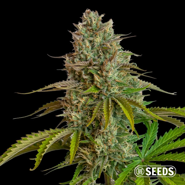Fantasy Melon Auto de GB Seeds en GB Lleida