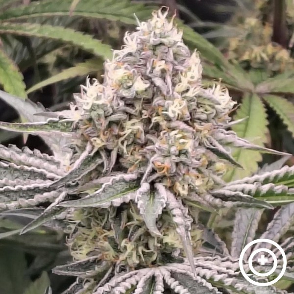 Fillmore Slim de Purple City Genetics de  en GB Lleida