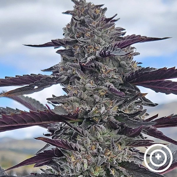 Hooch de Purple City Genetics de  en GB Lleida