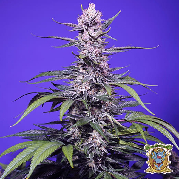 Permanent Marker XL Auto Sweet Seeds de Sweet Seeds en GB Lleida