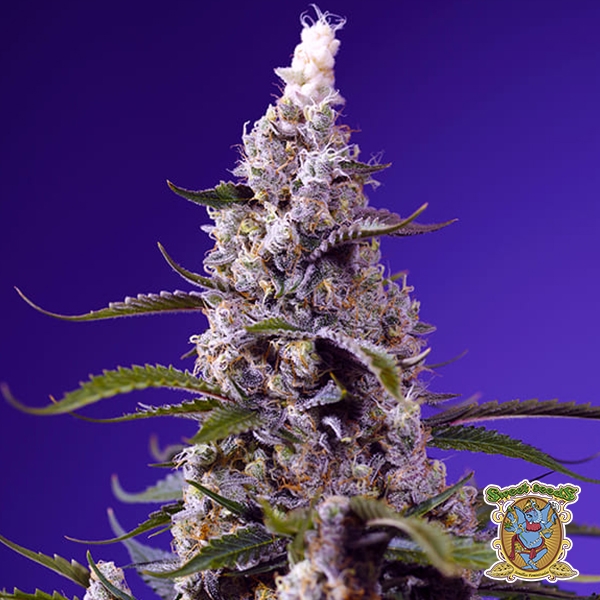 Banana Cream Cake XL Auto Sweet Seeds
