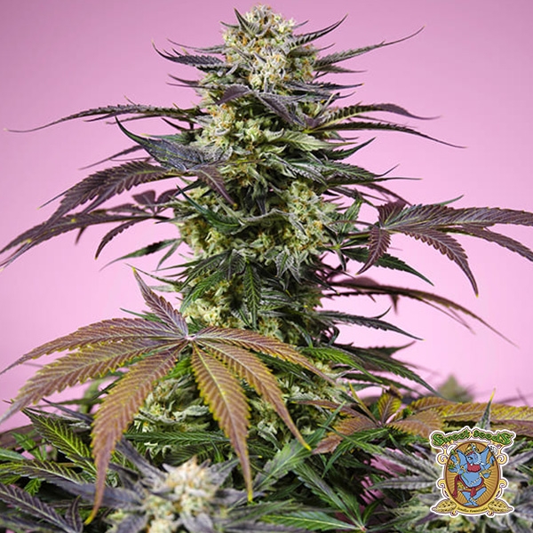 Gelonade Sweet Seeds de Sweet Seeds en GB Lleida