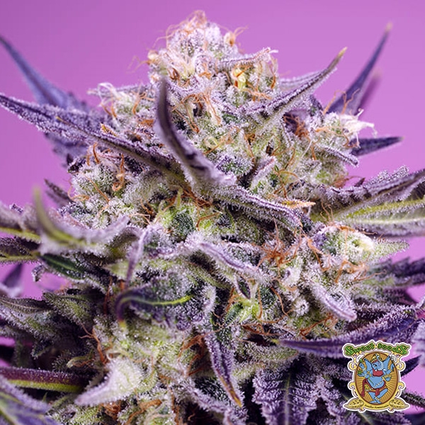 Pink Guava F1 Fast Version Sweet Seeds de Sweet Seeds en GB Lleida