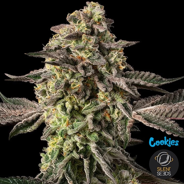 Sugar Rock de Silent Seeds & Cookies de Silent Seeds en GB Lleida