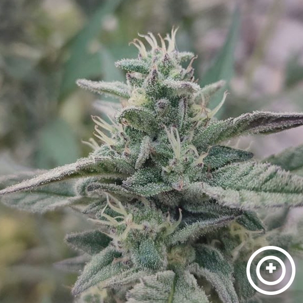 Deep State Purple City Genetics de  en GB Lleida