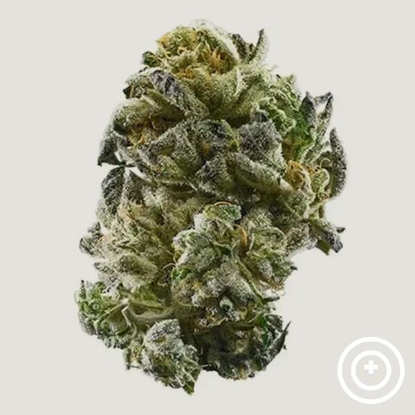 Marrakesh Purple City Genetics de  en GB Lleida