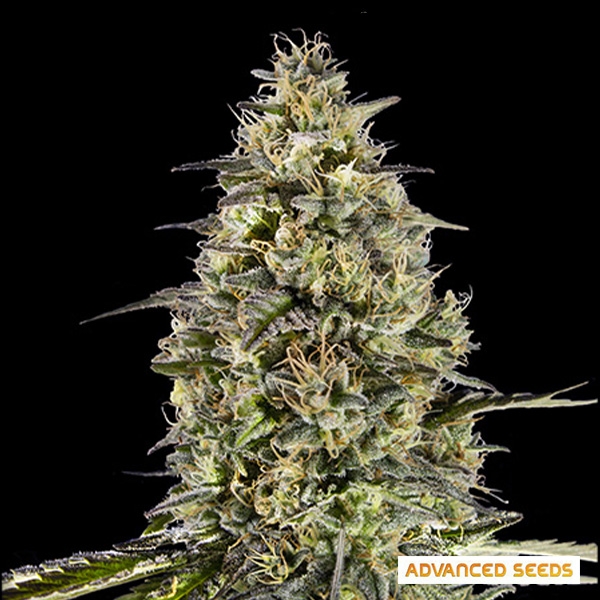 Runtz Triploid de Advanced Seeds de Advanced Seeds en GB Lleida