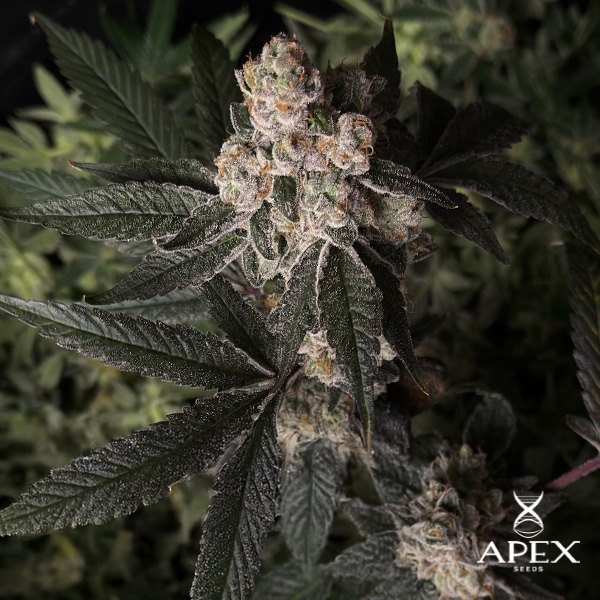 Grape Pie Apex Seeds de Apex Seeds en GB Lleida