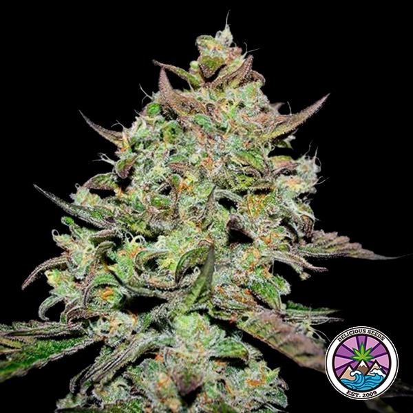Lemon Gazzy de Delicious Seeds en GB Lleida